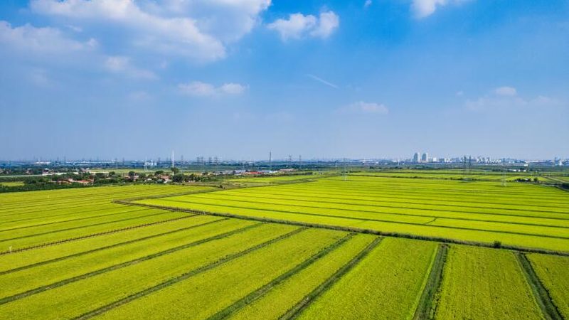 绿色包装材质：农业环保新选择