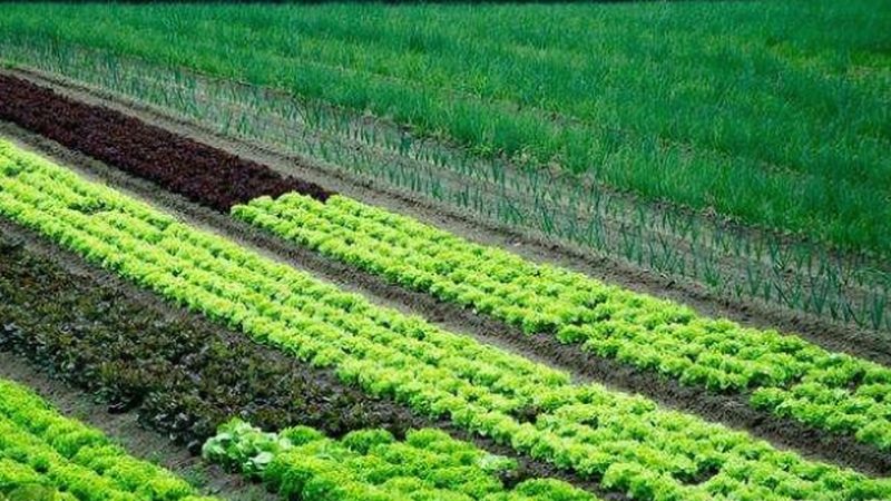 玉米种植全流程步骤指南：从播种到收获的全程解析