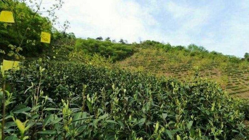 农业光伏支架安装：如何合理报价与选型**