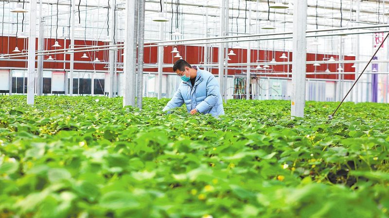 大棚农业种植技术哪家好