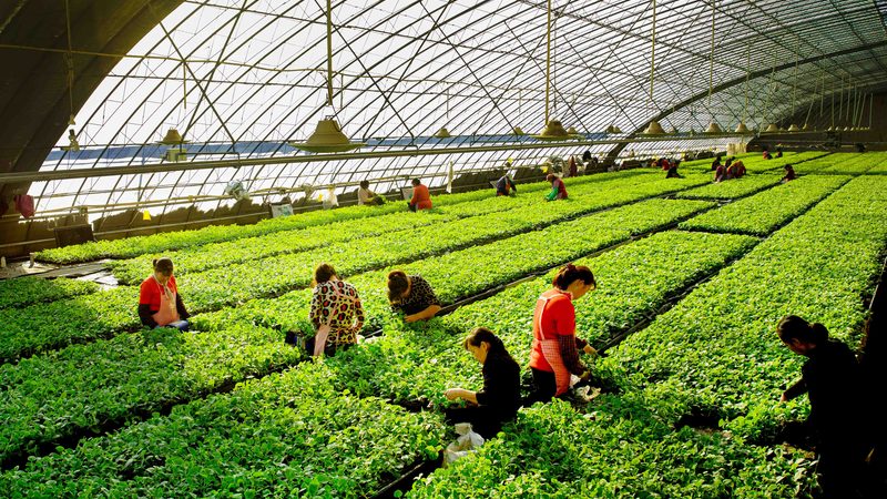 有机农业种植公司怎么挑，先看这五个硬指标