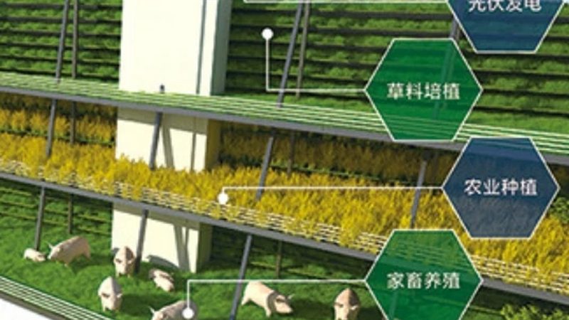 品种选择：揭秘粮食高产种植的关键**