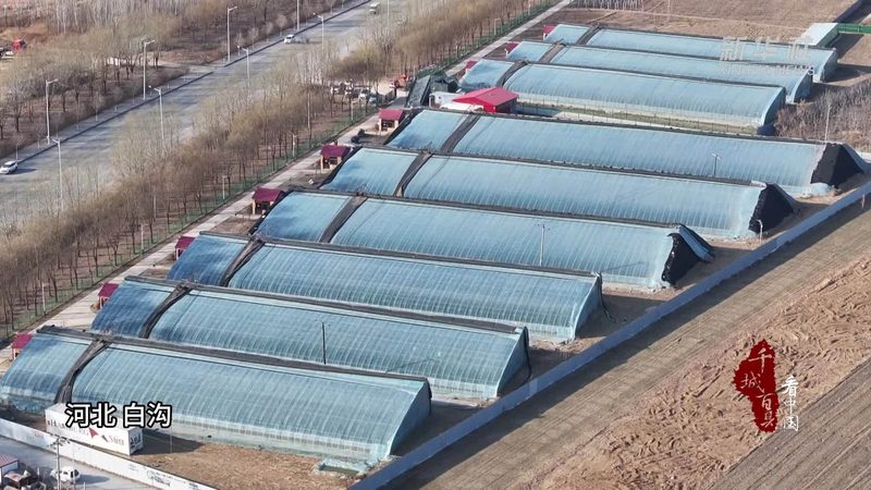设施农业物联网项目招标流程全解析
