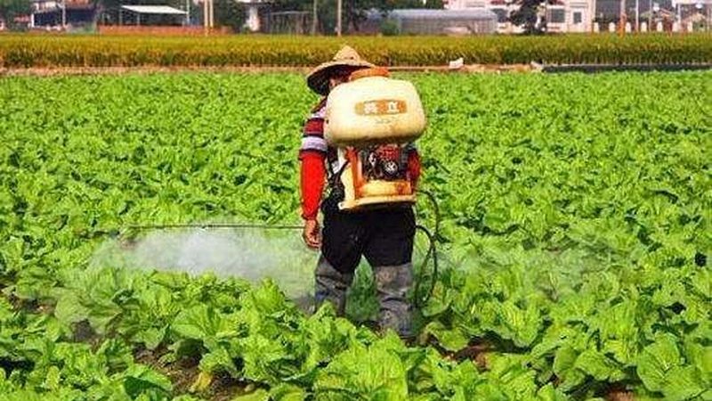 高温天里哪些越夏蔬菜品种更能扛
