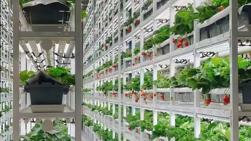 粮食种植公司报价：如何精准把握成本与效益